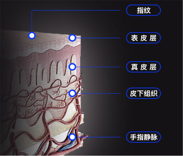 樸墅指靜脈智能鎖，時刻守護你的安全